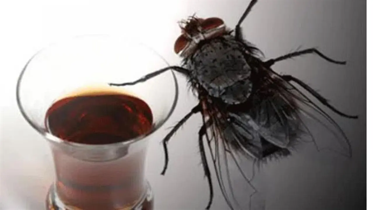 طرد الحشرات من المنزل بمكونات طبيعية: 4 بدائل فعالة للمبيدات الكيميائية